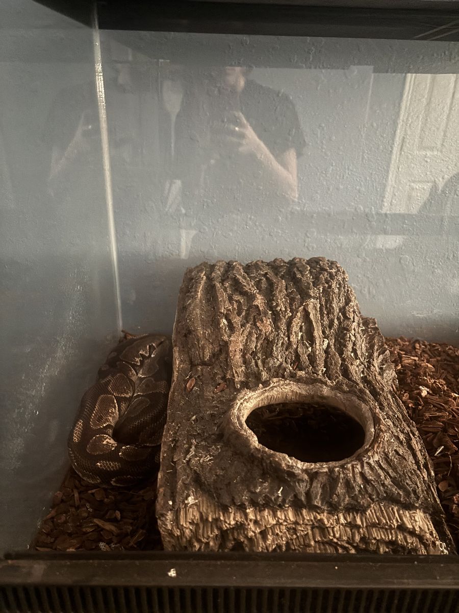 Free ball python and tank