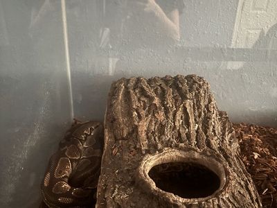Free ball python and tank