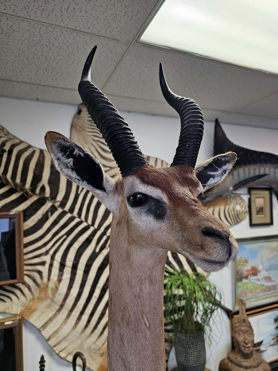 Gerenuk Taxidermy/Standing -Giraffe-Neck