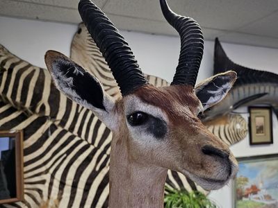 Gerenuk Taxidermy/Standing -Giraffe-Neck