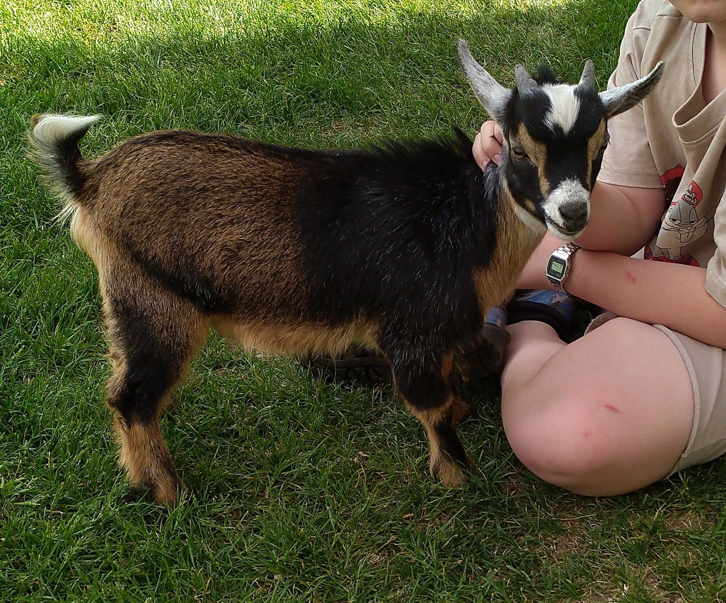 Nigerian Dwarf Male Kid
