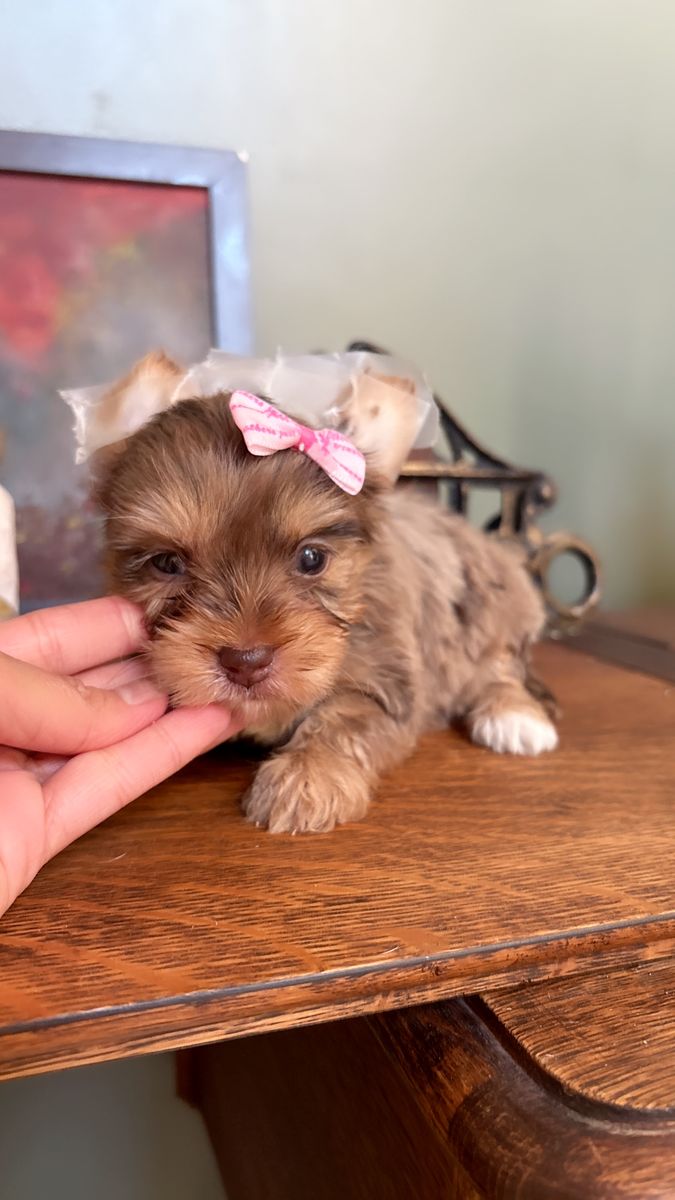 Teacup Yorkie girls puppy