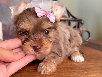 Teacup Yorkie girls puppy