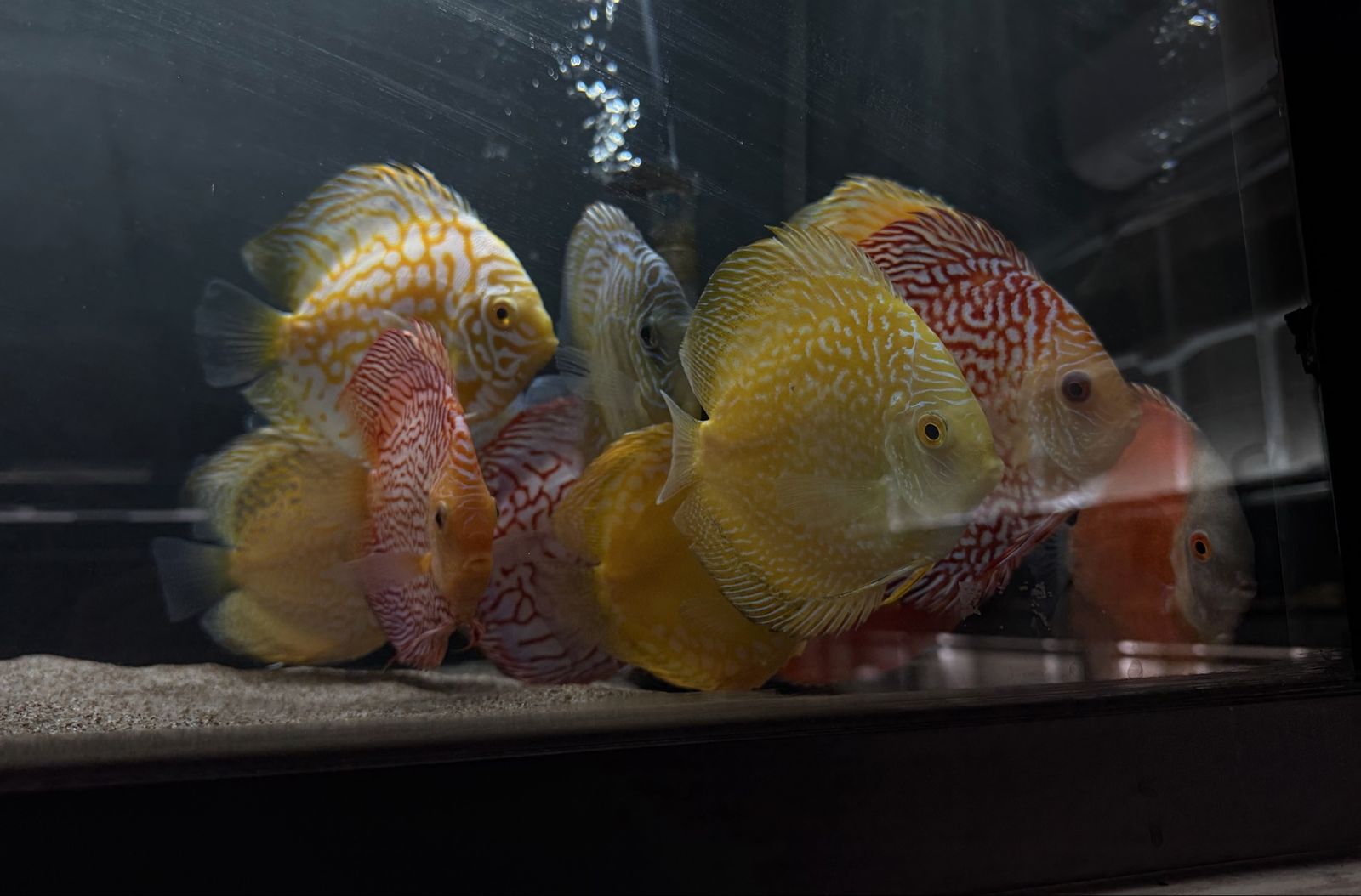 Large Discus