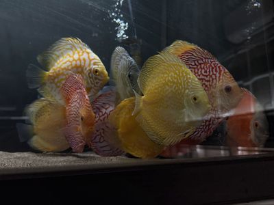 Large Discus