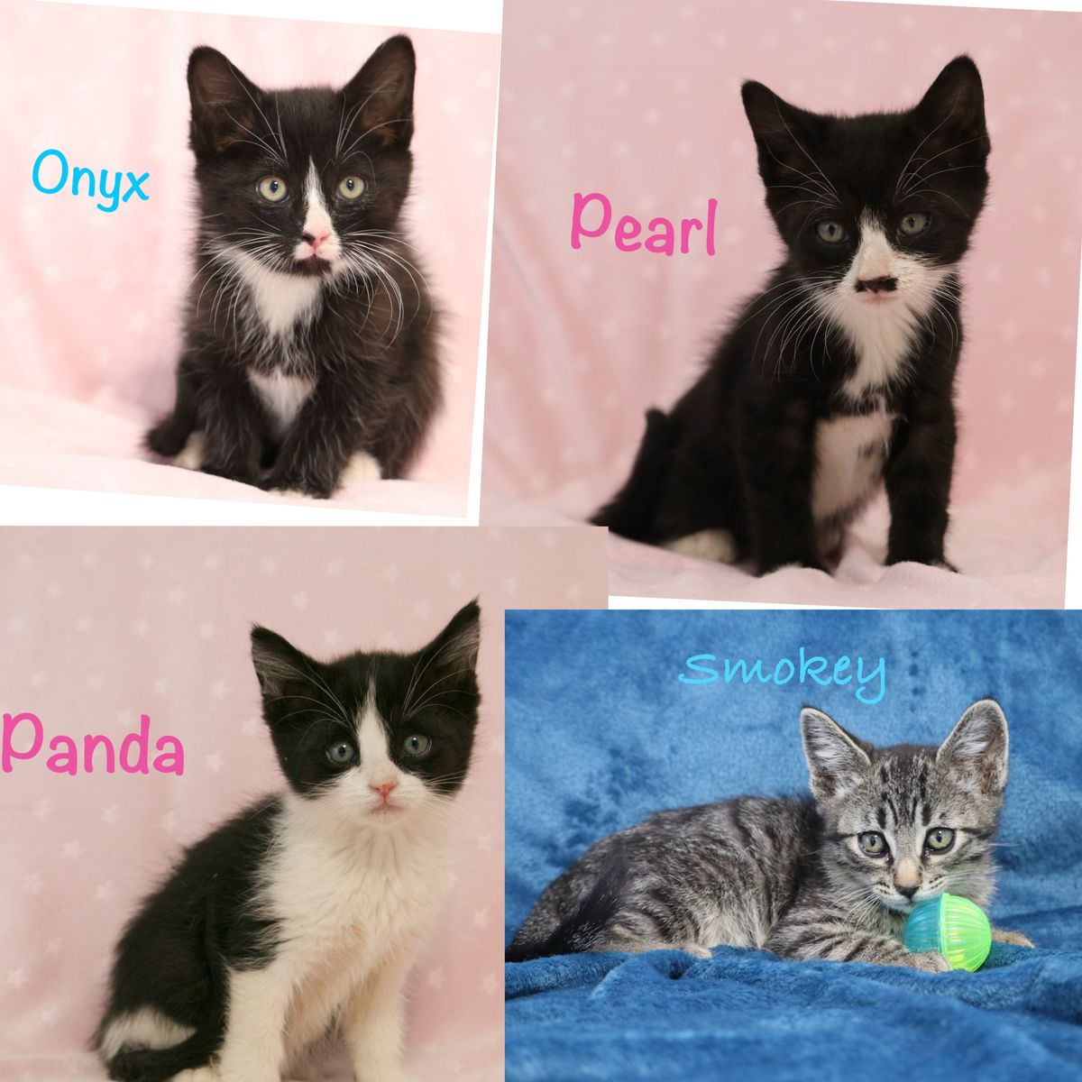 Sweet beautiful furry kittens friends for sale!!! The grey tabby striped one (Smokey)  has quite rare markings!