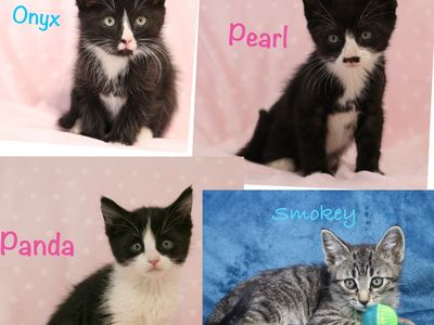 Sweet beautiful furry kittens friends for sale!!! The grey tabby striped one (Smokey) has quite rare markings!