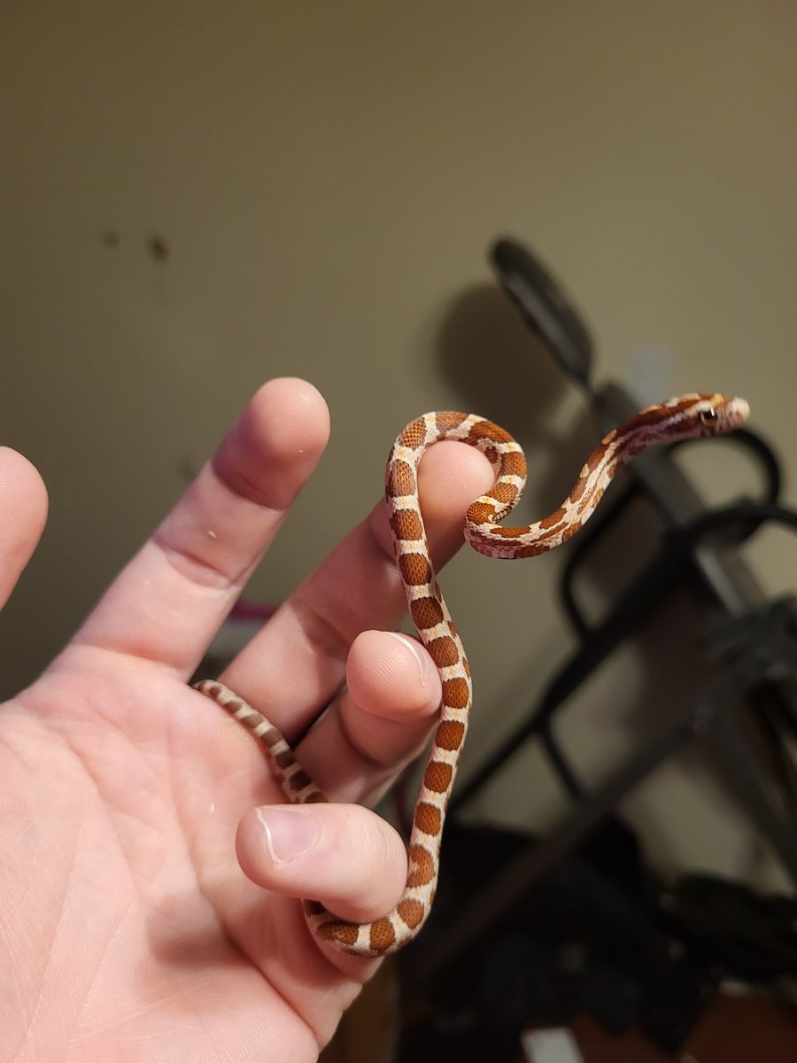 Cornsnake Hatchling