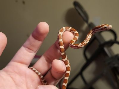 Cornsnake Hatchling