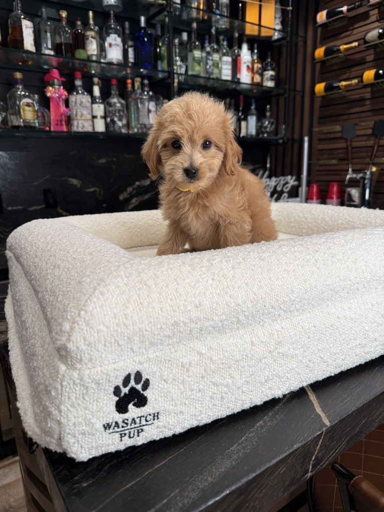 Darling Tiny goldendoodle Boy All Included