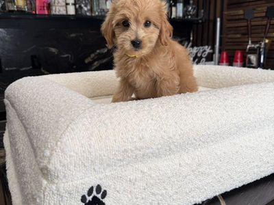 Darling Tiny goldendoodle Boy All Included