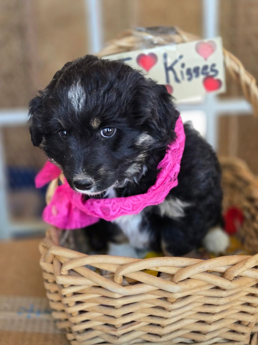 mini female Aussiedoodle