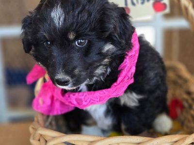 mini female Aussiedoodle