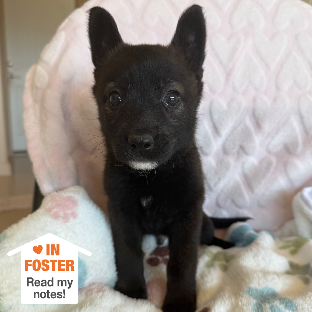 Hello my name is Turbo