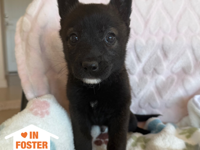 Hello my name is Turbo