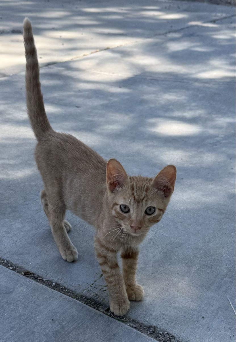 Kittens 12 weeks old