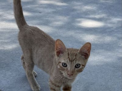 Kittens 12 weeks old