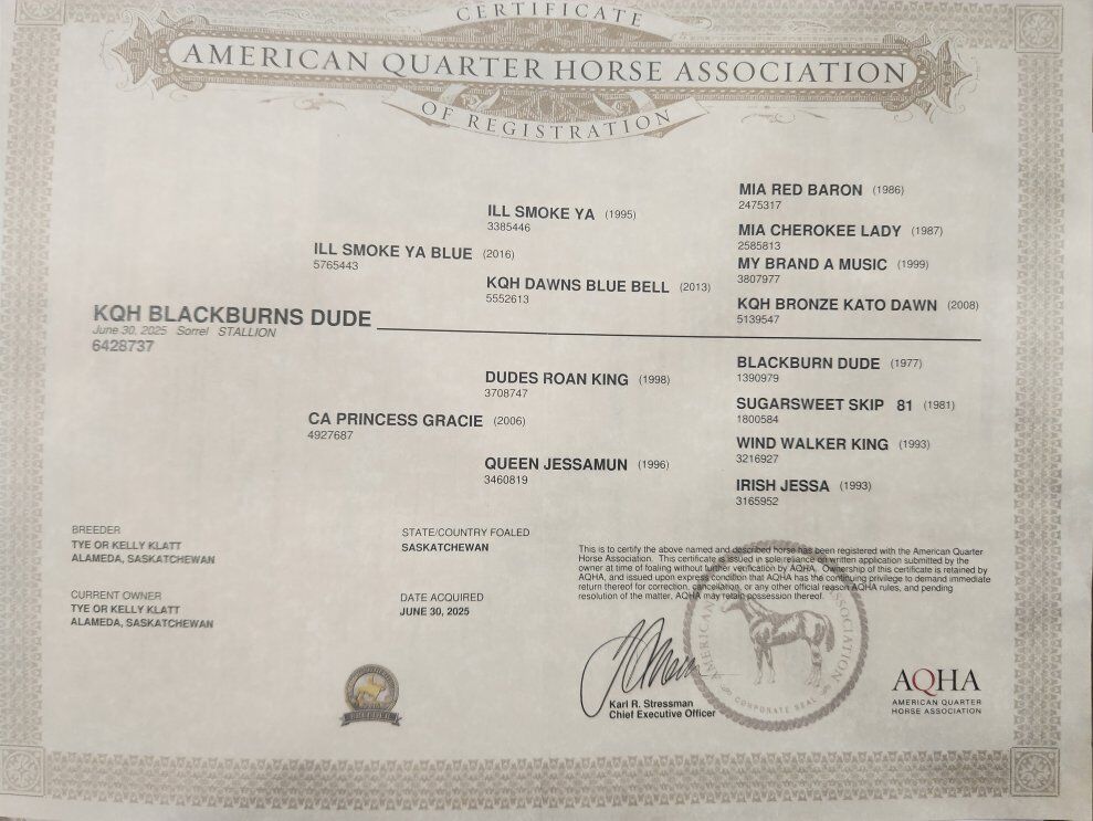 AQHA yearling stud colt