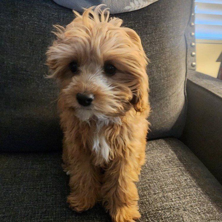 Cavapoo Female