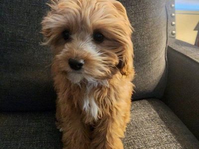 Cavapoo Female