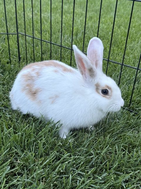 Bunny and Hutch need a new home