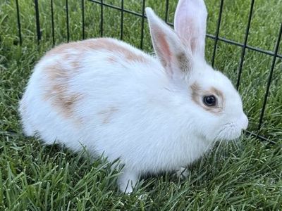 Bunny and Hutch need a new home