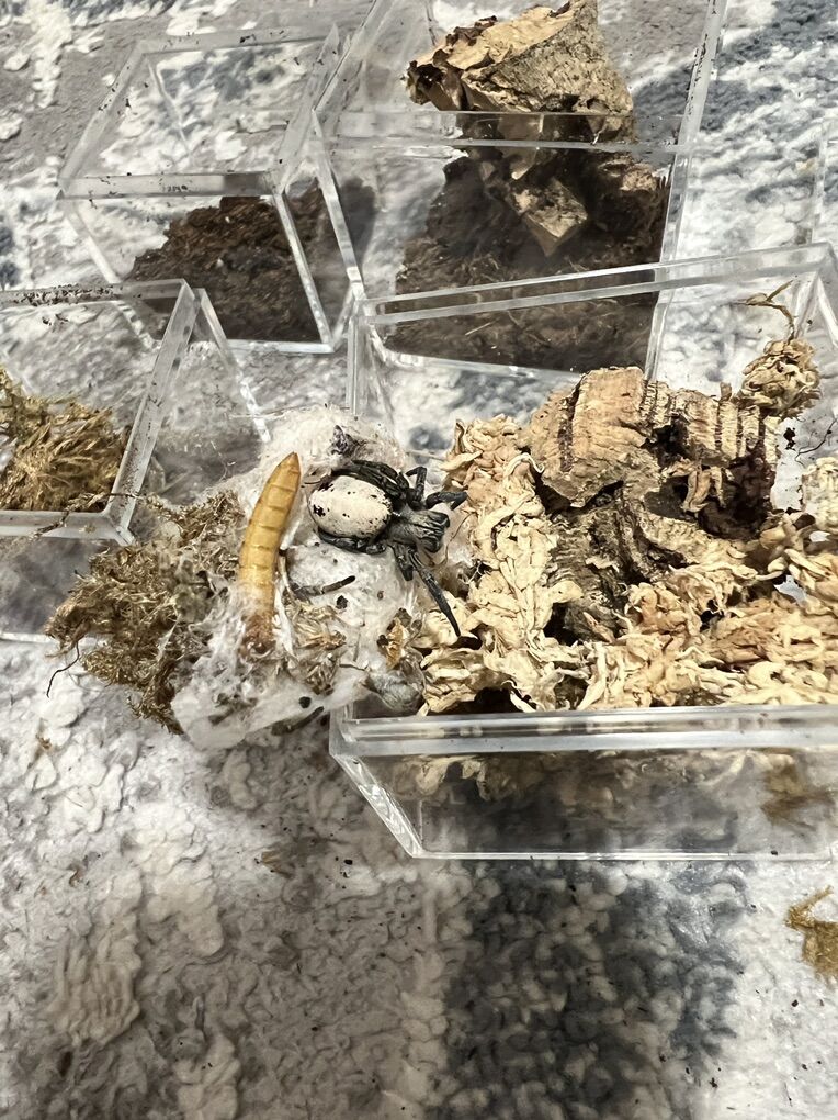 Stegodyphus lineatus (Desert Velvet Spider)