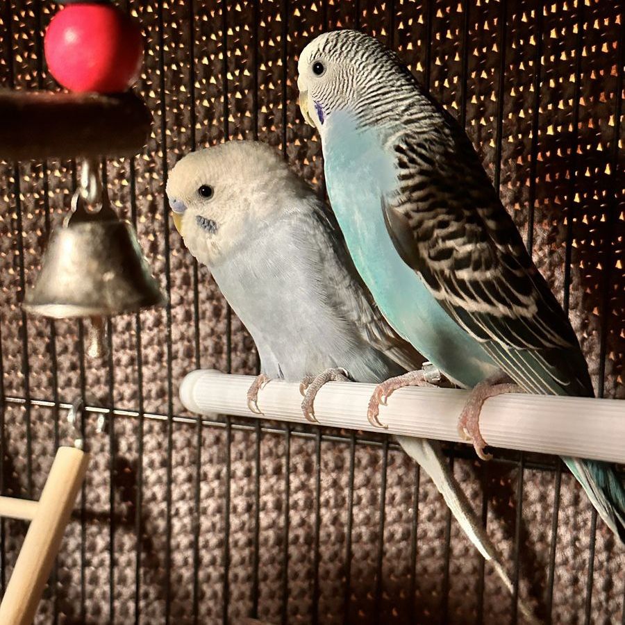 Breeding/pairs Parakeets