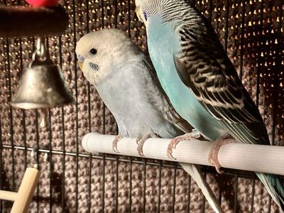 Breeding/pairs Parakeets
