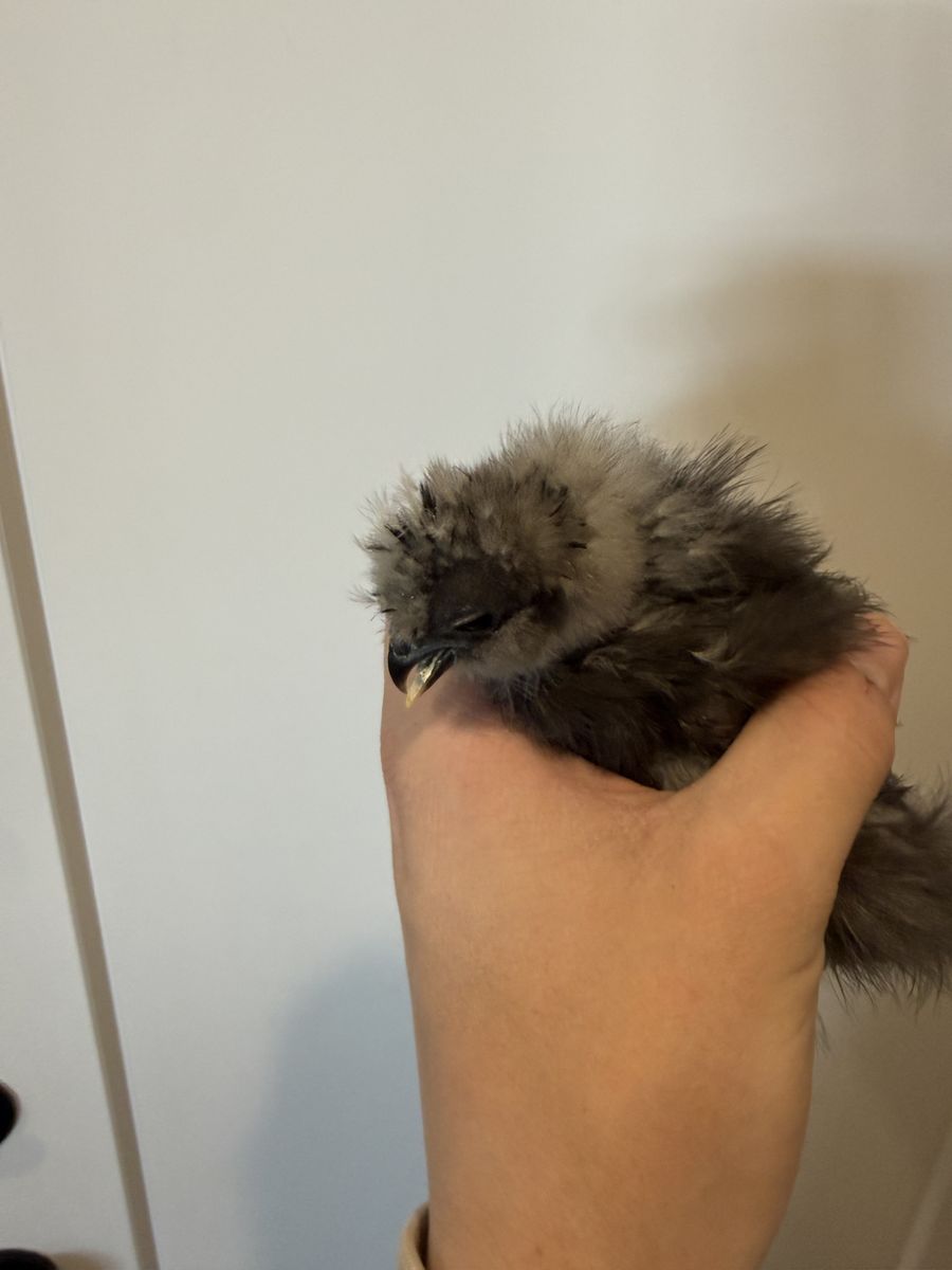 Free Silkie Cross Beak
