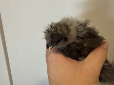 Free Silkie Cross Beak