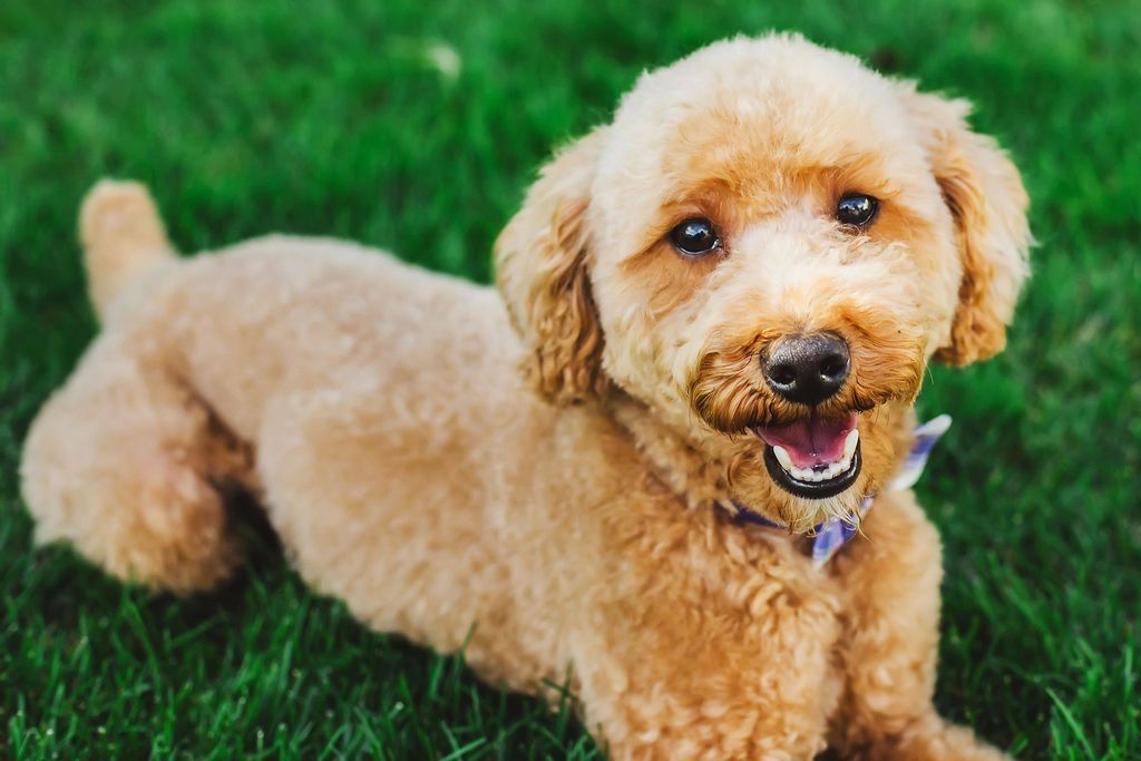 Red Mini Poodle #10 Stud