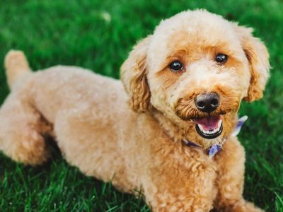 Red Mini Poodle #10 Stud
