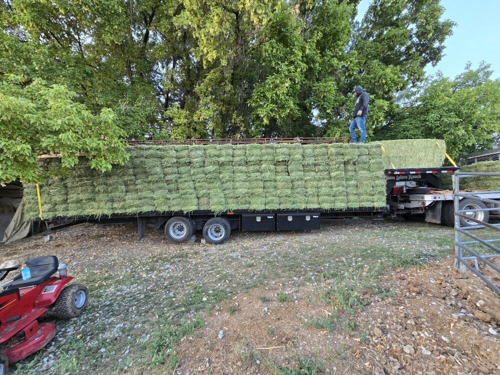 Alfalfa Hay Small bales (Delivery available)