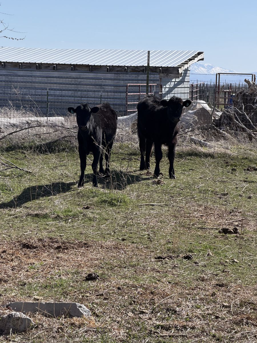 Black Angus Heifers