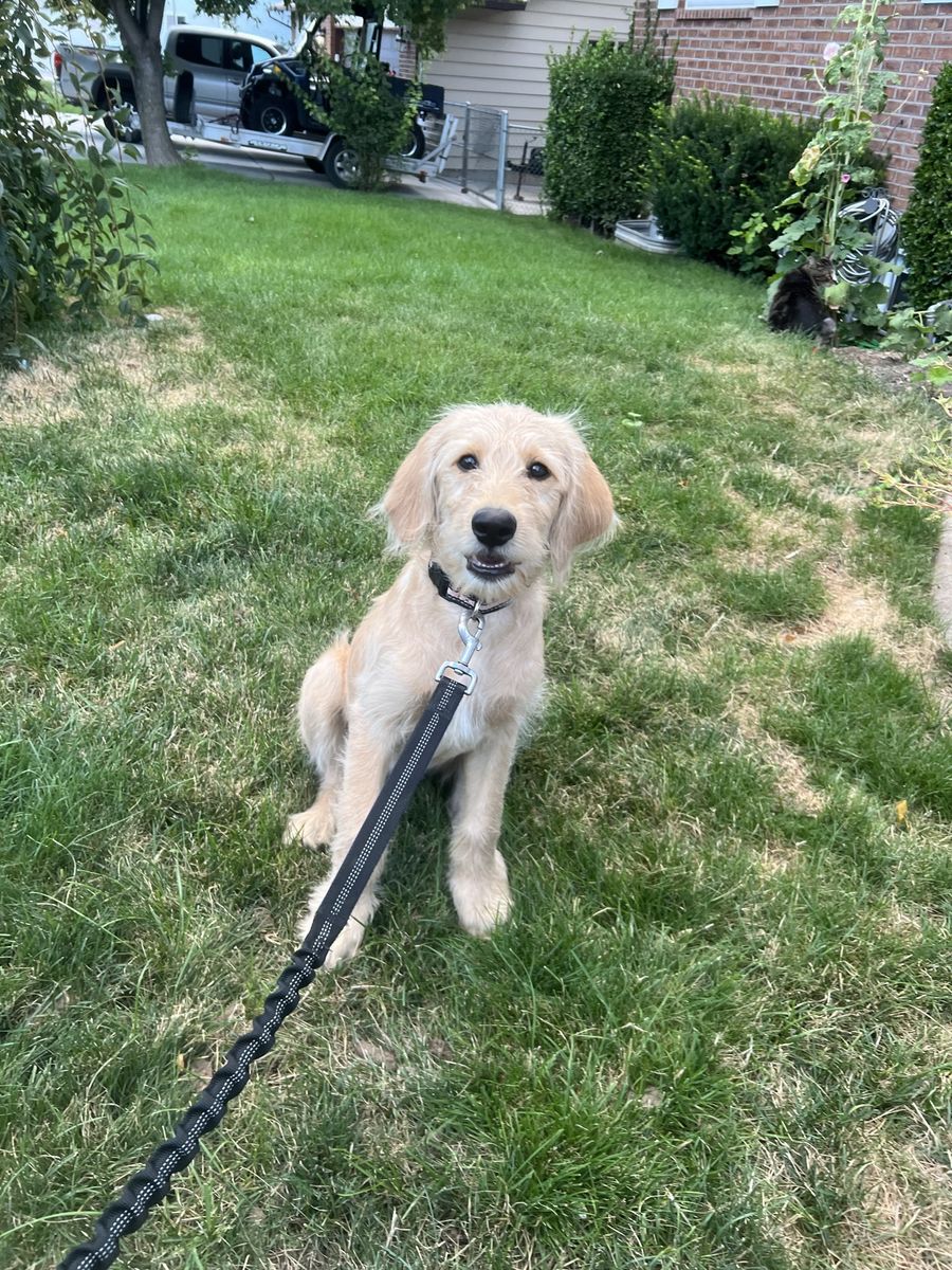 Lab mix- (labradoodle with STRONG lab genes)
