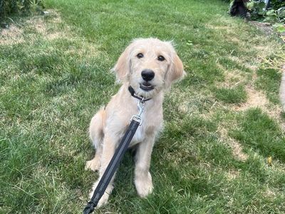 Lab mix- (labradoodle with STRONG lab genes)