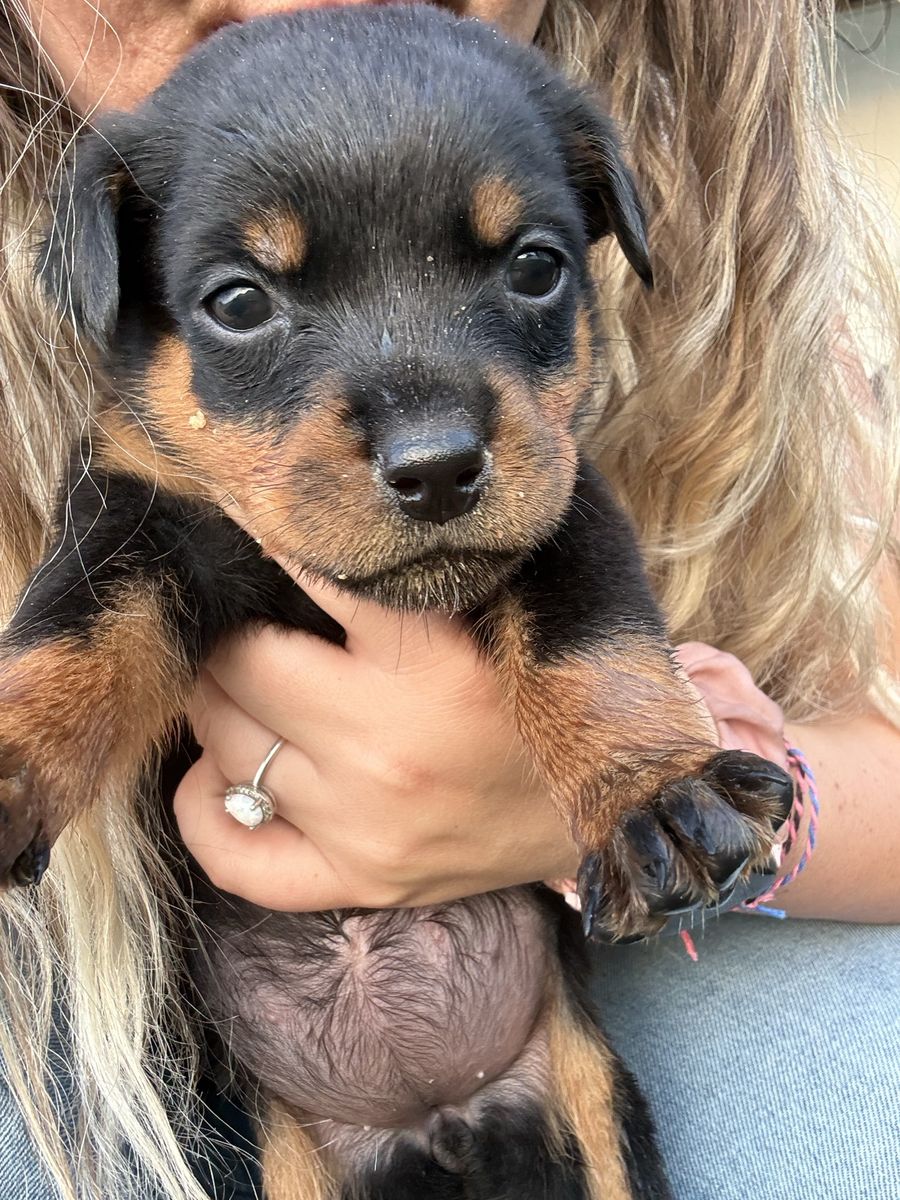 AKC Rottweiler pups