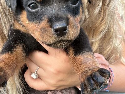 AKC Rottweiler pups