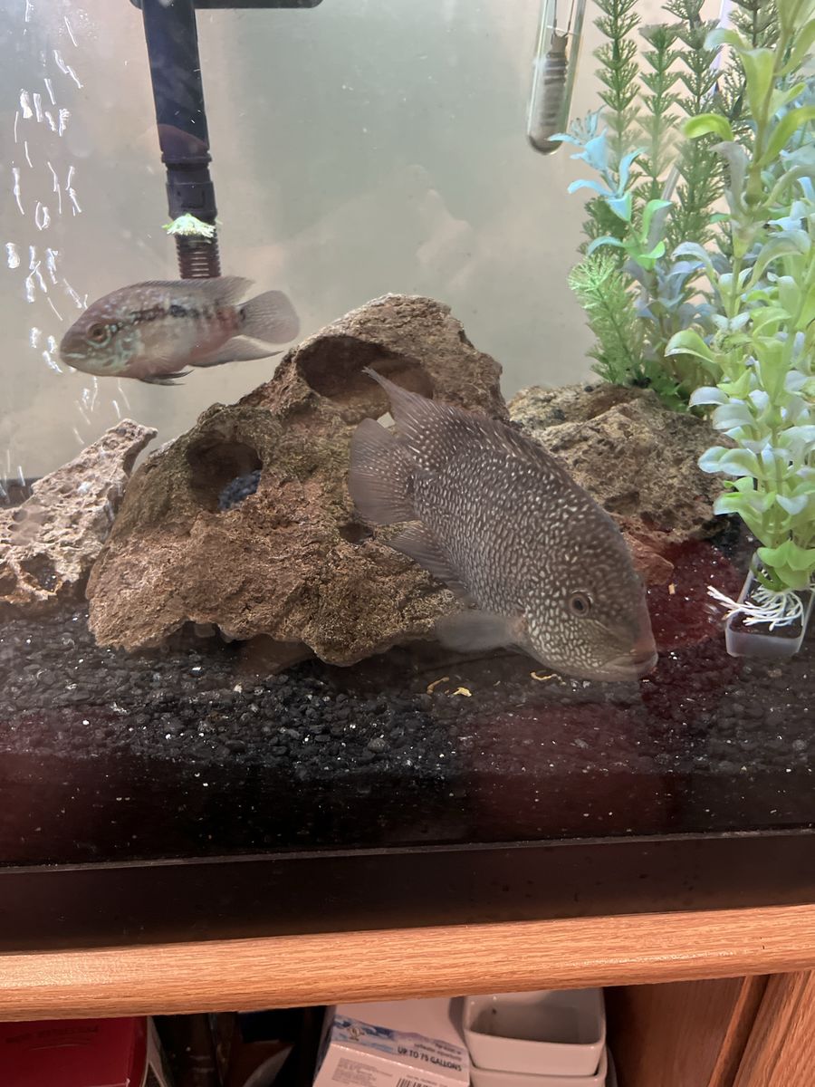 Texas Cichlid for sale 