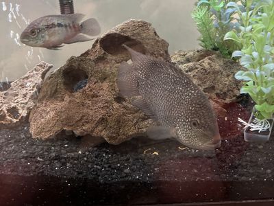 Texas Cichlid for sale