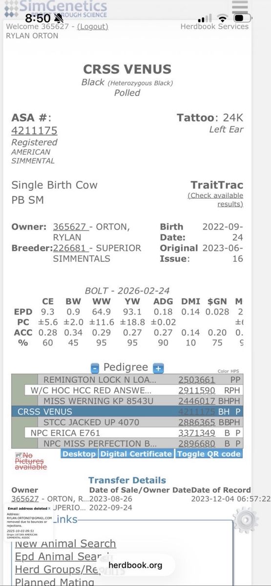 Papered Simmental Cow