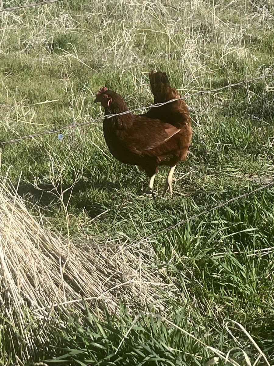 Two young laying hens