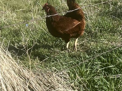 Two young laying hens