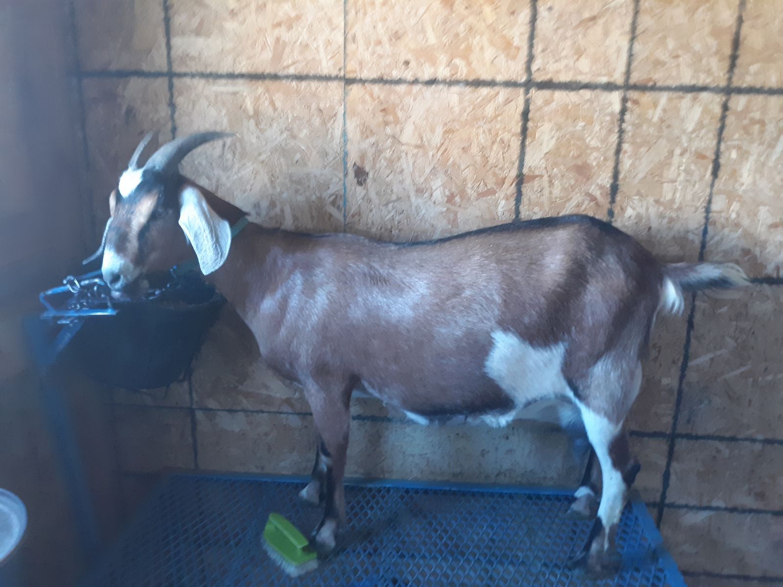 Alpine / Nubian mix dairy milk goat with buckling