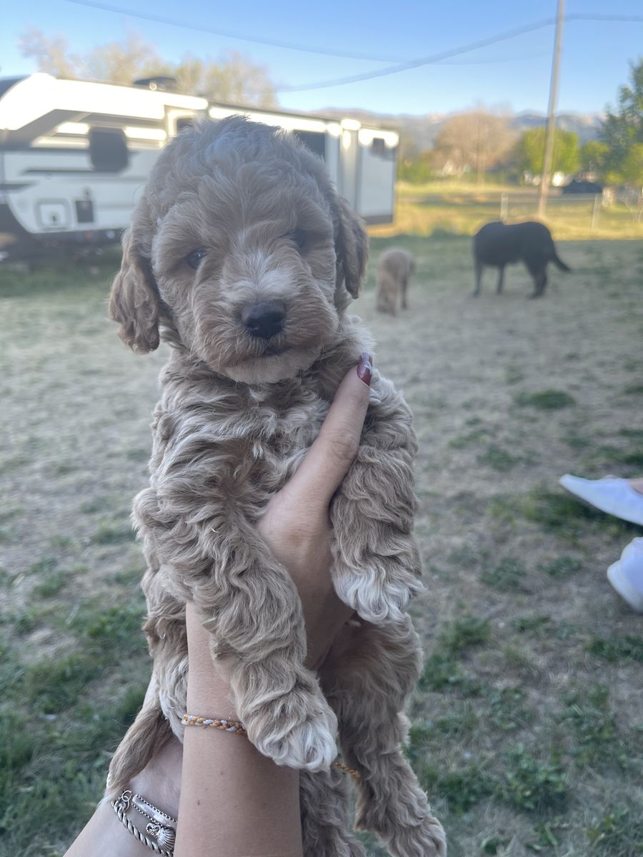 Mini golden doodles