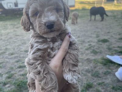 Mini golden doodles