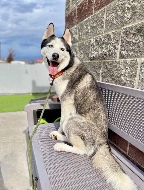 A107163 Koda is Available for Adoption!