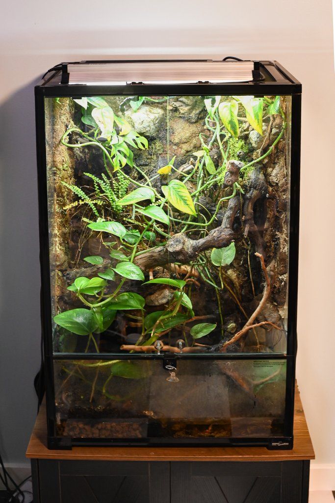 24x18x36 Repti-zoo Custom Made Terrarium Enclosure