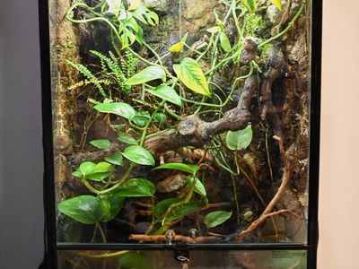 24x18x36 Repti-zoo Custom Made Terrarium Enclosure